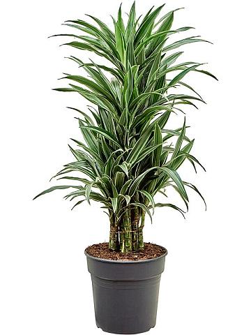 Драцена Деремская Варнески разветвленная Драцена Деремская Варнески разветвленная