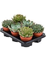 Эхеверия микс H15 D12 см