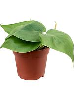 Филодендрон Сканденс H12 D9 см