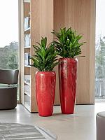 Кордилина Фрутикоза Глаука H45 D19 см