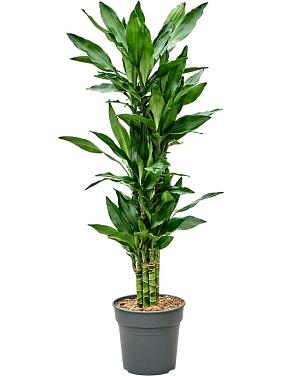 Драцена Фрагранс Бурунди карусель Драцена Фрагранс Бурунди карусель