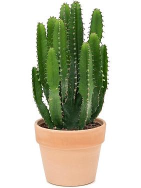 Молочай трехгранный (Эуфорбия Триангулярис)