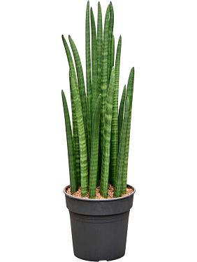 Сансевиерия Цилиндрика Сансевиерия Цилиндрика