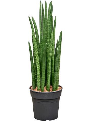 Сансевиерия Цилиндрика Сансевиерия Цилиндрика