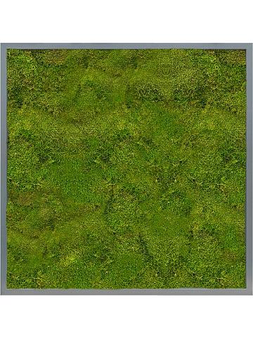 Картина из мха mdf ral 7016 satin gloss 100% flat moss Картина из мха mdf ral 7016 satin gloss 100% flat moss