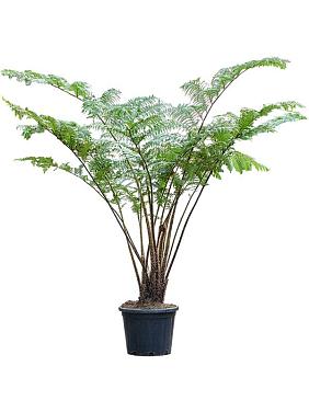 Циатея Купера Циатея Купера