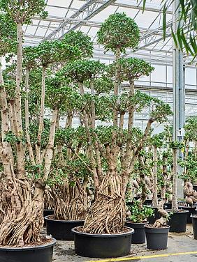 Фикус Микрокарпа Компакта бонсай Фикус Микрокарпа Компакта бонсай