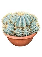 Ферокактус Глауцесценс мульти H40 D40 см
