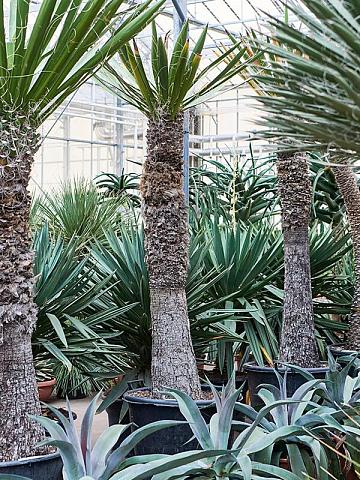 Юкка Карнеросана Юкка Карнеросана