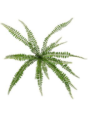 Папоротник Биофитум куст искусственный