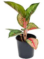 Аглаонема Парадайз Ред H30 D12 см