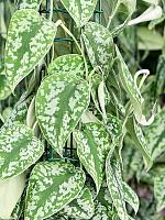 Сциндапсус Пиктус Треби H160 D27 см