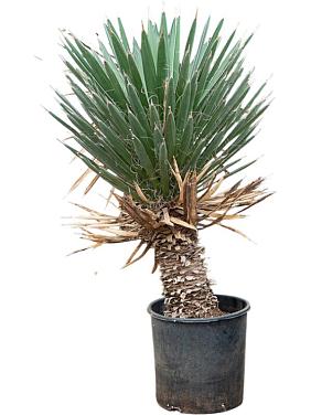 Юкка Филифера Юкка Филифера