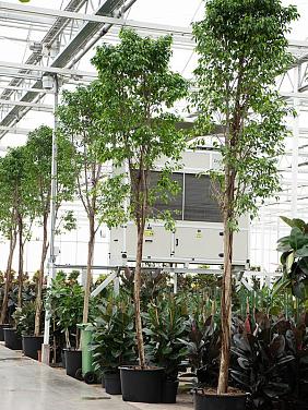 Фикус Бенджамина Колумнар