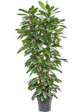 Фикус Циатистипула Фикус Циатистипула