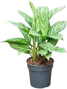 Аглаонема Страйпс Аглаонема Страйпс