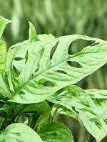 Монстера Обликва ампельная H60 D28 см