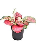 Аглаонема Личи Ред H40 D13 см