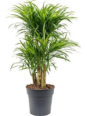 Драцена Анита вариегата Драцена Анита вариегата