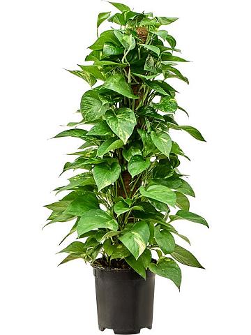 Эпипремнум Золотистый на опоре Эпипремнум Золотистый на опоре