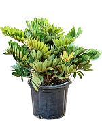 Замия Фурфурацея шершавая H90 D40 см