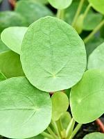 Пилея Пеперомиевидная H17 D9 см