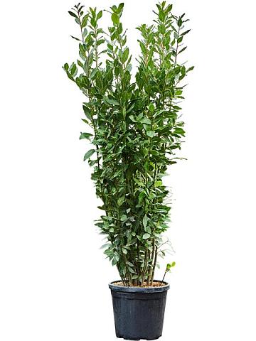 Лавровое дерево (Лавр благородный) Лавровое дерево (Лавр благородный)