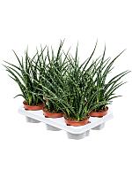 Сансевиерия Кирки Фернвуд Панк H30 D12 см