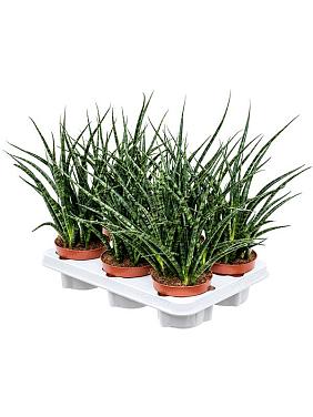 Сансевиерия Кирки Фернвуд Панк Сансевиерия Кирки Фернвуд Панк