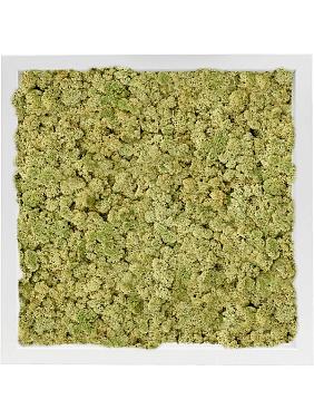 Картина из мха mdf ral 9010 satin gloss 100% reindeer moss (old green) Картина из мха mdf ral 9010 satin gloss 100% reindeer moss (old green)