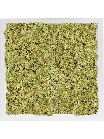 Картина из мха mdf ral 9010 satin gloss 100% reindeer moss (old green) Картина из мха mdf ral 9010 satin gloss 100% reindeer moss (old green)