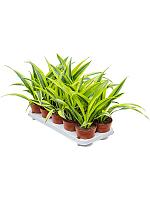 Драцена Фрагранс Лемон Лайм H27 D12 см