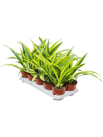 Драцена Фрагранс Лемон Лайм