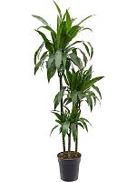 Драцена Фрагранс Джанет Крейг 3 ствола H150 D24 см