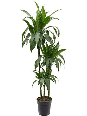 Драцена Фрагранс Джанет Крейг 3 ствола