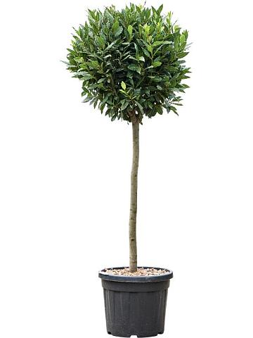 Лавровое дерево (Лавр благородный)