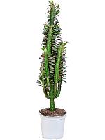 Молочай треугольный (Эуфорбия Тригона Рубра) H80 D19 см