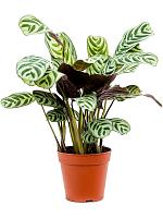 Ктенанта Бурле-Марксии Амабилис H35 D12 см