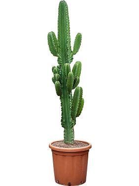 Молочай великий (Эуфорбия Ингенс) Молочай великий (Эуфорбия Ингенс)