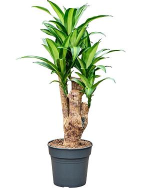 Драцена Фрагранс Массанжеана разветвленная Драцена Фрагранс Массанжеана разветвленная