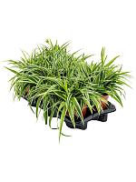Хлорофитум Оушен хохлатый H30 D15 см Хлорофитум Оушен хохлатый H30 D15 см