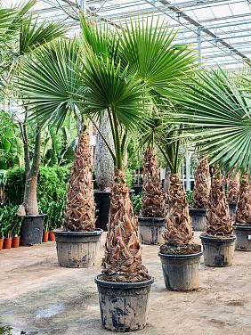 Вашингтония Робуста гибрид Вашингтония Робуста гибрид