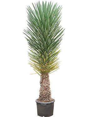 Юкка Филифера