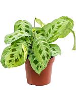 Маранта Фиеста беложильчатая H35 D12 см