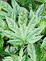 Фатсия Японская Спайдер Веб H30 D12 см