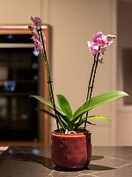 Кашпо Mabel pot cherry D8 H7 см Кашпо Mabel pot cherry D8 H7 см