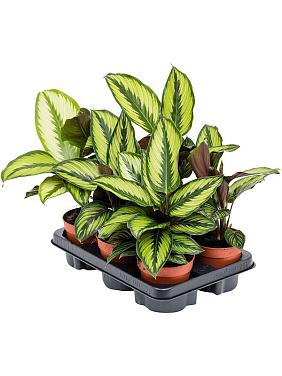 Калатея Бьюти Стар Калатея Бьюти Стар