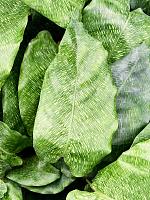 Калатея мозаичная Нетворк H35 D12 см