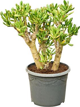 Крассула Овата Голлум