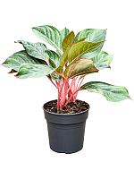 Аглаонема Принцесса H50 D19 см